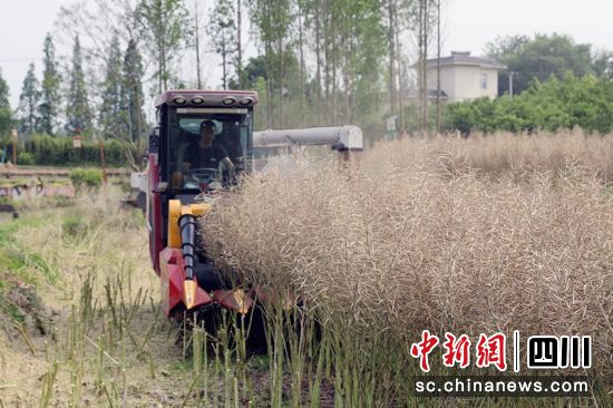 油菜收割現場。羅俊涵 攝 油菜收割現場。羅俊涵 攝