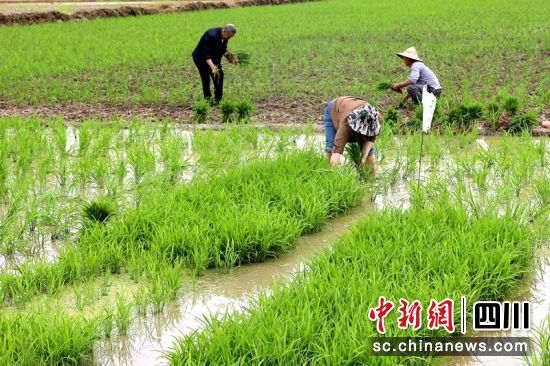 田間村民正在為插秧忙碌。羅俊涵 攝 田間村民正在為插秧忙碌。羅俊涵 攝