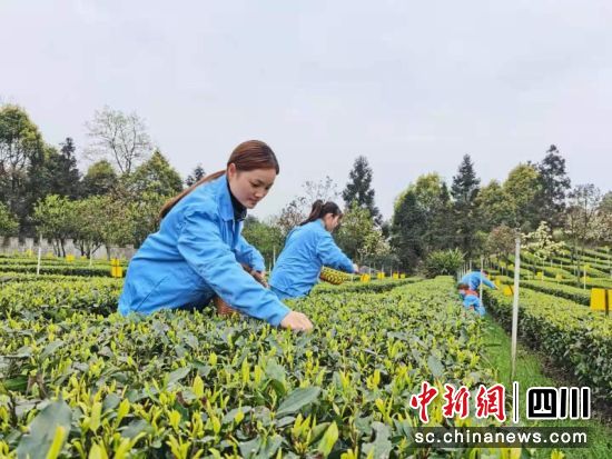 早白尖茶葉基地工人采茶忙。王春艷攝 早白尖茶葉基地工人采茶忙。王春艷攝
