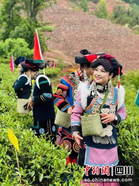 采茶體驗活動現場。米贏 攝 采茶體驗活動現場。米贏 攝