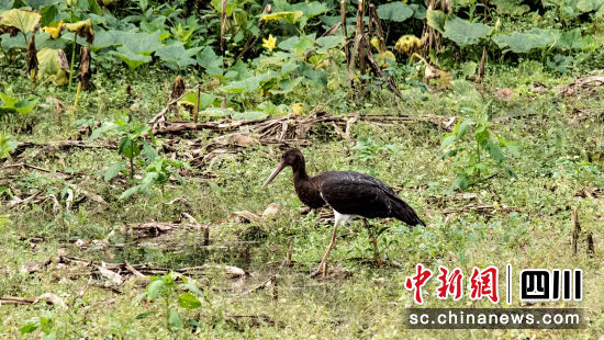 國家一級重點保護野生動物黑鸛。瓦屋山投資有限公司供圖 國家一級重點保護野生動物黑鸛。瓦屋山投資有限公司供圖