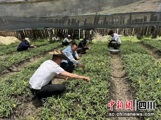 忙碌的貝母種植基地。松潘縣委宣傳部供圖 忙碌的貝母種植基地。松潘縣委宣傳部供圖