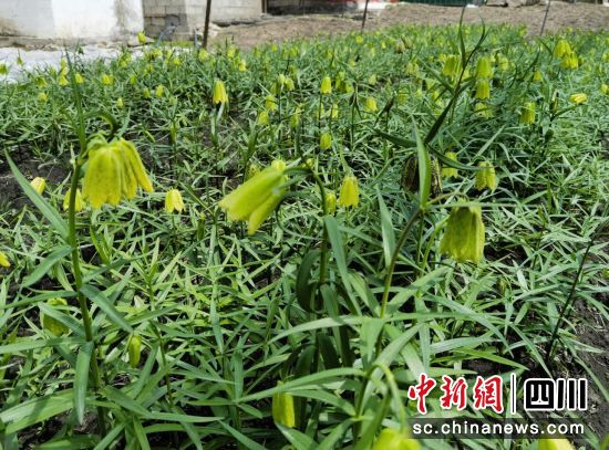 長勢良好的貝母。松潘縣委宣傳部供圖 長勢良好的貝母。松潘縣委宣傳部供圖