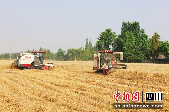 收割小麥。 綿竹市融媒體中心供圖 收割小麥。 綿竹市融媒體中心供圖