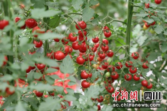 紅熟小紅番茄掛滿枝頭。劉怡 攝 紅熟小紅番茄掛滿枝頭。劉怡 攝