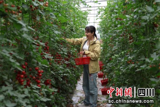 游客正在體驗采摘樂趣。劉怡 攝 游客正在體驗采摘樂趣。劉怡 攝