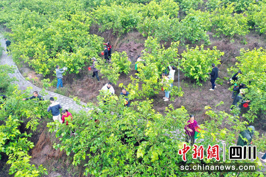 羅群村桑旅融合產(chǎn)業(yè)園。綿竹市融媒體中心供圖 羅群村桑旅融合產(chǎn)業(yè)園。綿竹市融媒體中心供圖
