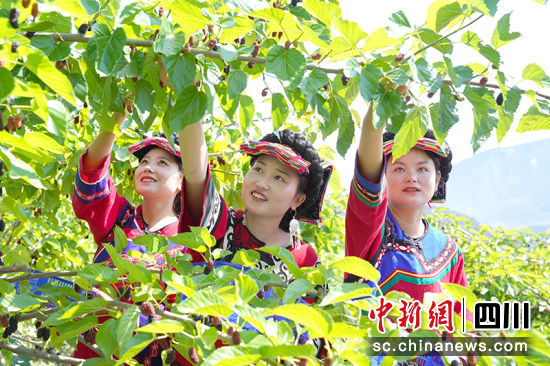 桑葚采摘。綿竹市融媒體中心供圖 桑葚采摘。綿竹市融媒體中心供圖