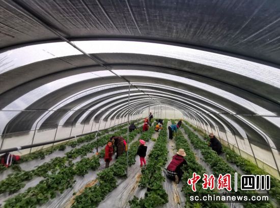 種植產(chǎn)業(yè)助力鄉(xiāng)村振興。壤塘縣委宣傳部供圖 種植產(chǎn)業(yè)助力鄉(xiāng)村振興。壤塘縣委宣傳部供圖