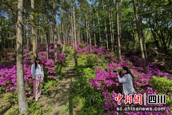 天曌山杜鵑花盛開,成為攝影師創作佳地。苗志勇 攝 天曌山杜鵑花盛開,成為攝影師創作佳地。苗志勇 攝