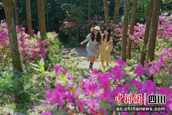 兩名游客開心地走進天曌山杜鵑花海中。李霞 攝 兩名游客開心地走進天曌山杜鵑花海中。李霞 攝