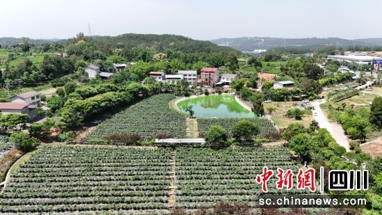 位于游仙區的綿陽市農科院果蔬研究所種質資源圃。 游仙區融媒體中心供圖 位于游仙區的綿陽市農科院果蔬研究所種質資源圃。 游仙區融媒體中心供圖