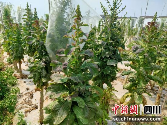綿陽市農科院果蔬研究所培育的萵筍品種。 游仙區融媒體中心供圖 綿陽市農科院果蔬研究所培育的萵筍品種。 游仙區融媒體中心供圖