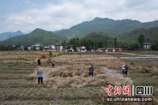 三鍋鎮糧經復合現代農業園區油菜籽收割現場。青川融媒供 三鍋鎮糧經復合現代農業園區油菜籽收割現場。青川融媒供