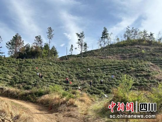 柏楊村天池坪茶園里,村民結隊采茶忙。劉旭 攝 柏楊村天池坪茶園里,村民結隊采茶忙。劉旭 攝