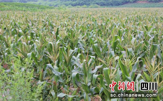 白糯玉米種植基地。貢井融媒 供圖 白糯玉米種植基地。貢井融媒 供圖