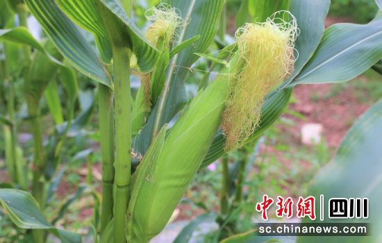 白糯玉米成熟。貢井融媒 供圖 白糯玉米成熟。貢井融媒 供圖