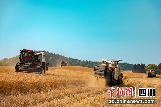 游仙區小麥豐收景象。 游仙區融媒體中心供圖 游仙區小麥豐收景象。 游仙區融媒體中心供圖