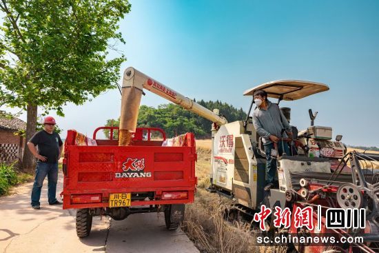機械化收割小麥。 游仙區融媒體中心供圖 機械化收割小麥。 游仙區融媒體中心供圖
