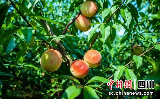 紅燦飽滿的桃子陸續綴滿枝頭。孫學強 攝 紅燦飽滿的桃子陸續綴滿枝頭。孫學強 攝