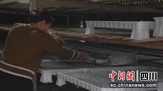 蘇大娟用石灰粉為小蠶的居住環境消毒。劉薪 攝 蘇大娟用石灰粉為小蠶的居住環境消毒。劉薪 攝