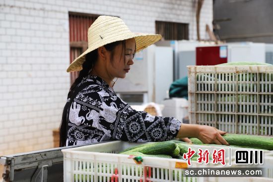 商家正在整理收購黃瓜。 韓沁 攝 商家正在整理收購黃瓜。 韓沁 攝