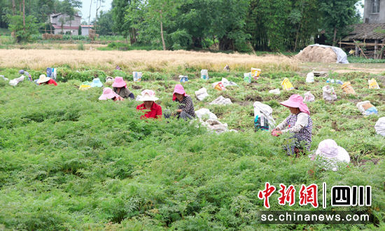 采收川芎。 綿竹市融媒體中心供圖 采收川芎。 綿竹市融媒體中心供圖