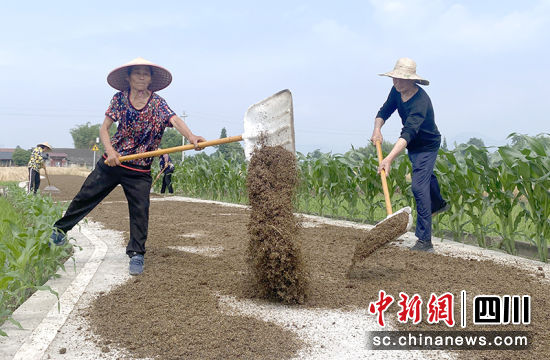 晾曬中藥材。 綿竹市融媒體中心供圖 晾曬中藥材。 綿竹市融媒體中心供圖