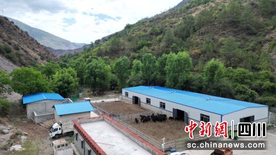 尼公村的牦牛養(yǎng)殖場(chǎng)。王磊 攝 尼公村的牦牛養(yǎng)殖場(chǎng)。王磊 攝
