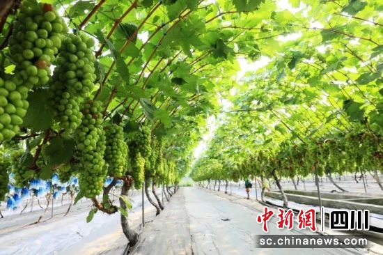 陽(yáng)光玫瑰種植基地。四川海吉星智慧供應(yīng)鏈科技有限公司供圖 陽(yáng)光玫瑰種植基地。四川海吉星智慧供應(yīng)鏈科技有限公司供圖