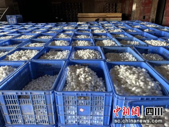 整齊的蠶繭。周媛 攝 整齊的蠶繭。周媛 攝