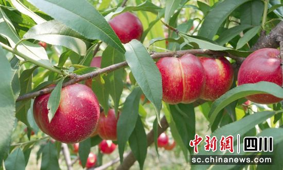 油桃成熟豐收。榮縣融媒 供圖 油桃成熟豐收。榮縣融媒 供圖