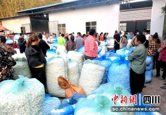 收購點一派繁忙的豐收景象。羅景萍 攝 收購點一派繁忙的豐收景象。羅景萍 攝