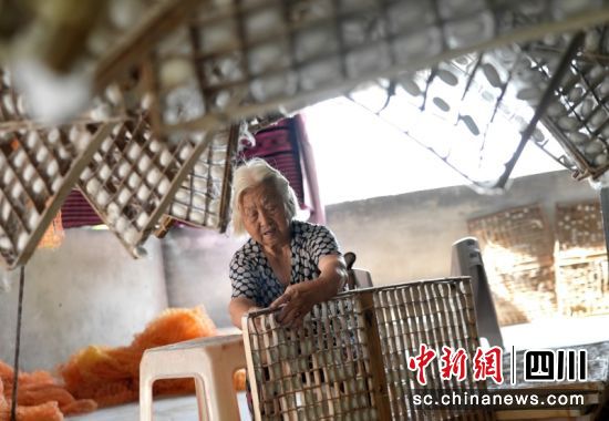 采摘蠶繭。羅景萍 攝 采摘蠶繭。羅景萍 攝