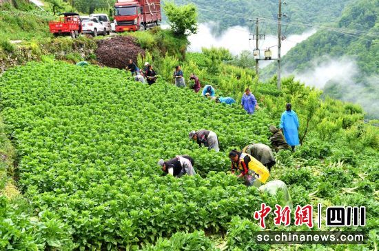 村民采收萵筍。汶川縣委宣傳部供圖 村民采收萵筍。汶川縣委宣傳部供圖