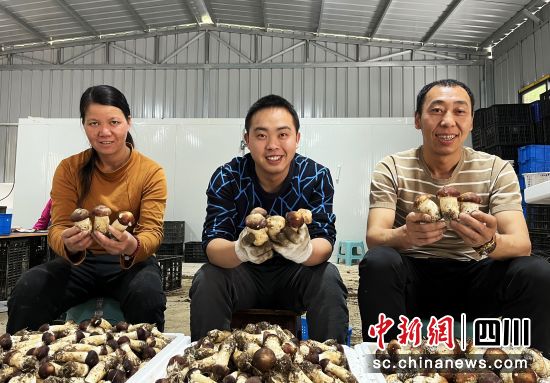 大尖山村赤松茸迎來豐收季。張敏 攝 大尖山村赤松茸迎來豐收季。張敏 攝