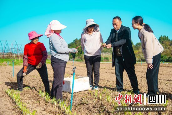 農技專家在睦壩鎮指導韭菜田間管理(資料圖)。彭圣洲 攝 農技專家在睦壩鎮指導韭菜田間管理(資料圖)。彭圣洲 攝
