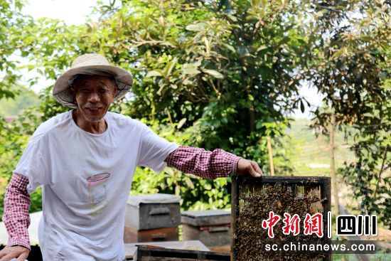 龍眼蜜豐收。瀘縣融媒體中心供圖 龍眼蜜豐收。瀘縣融媒體中心供圖