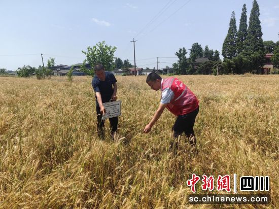 理賠人員實(shí)地查勘小麥病害情況。四川人保財(cái)險(xiǎn)供圖 理賠人員實(shí)地查勘小麥病害情況。四川人保財(cái)險(xiǎn)供圖