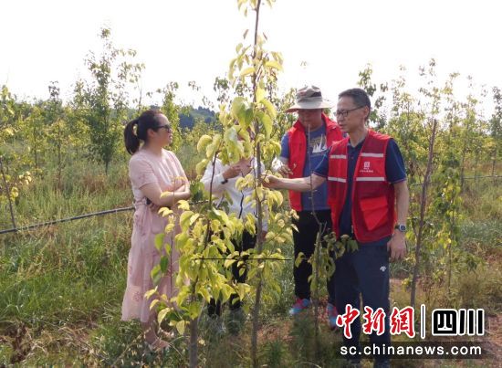 理賠人員頂著高溫查勘梨樹(shù)病害。四川人保財(cái)險(xiǎn)供圖 理賠人員頂著高溫查勘梨樹(shù)病害。四川人保財(cái)險(xiǎn)供圖