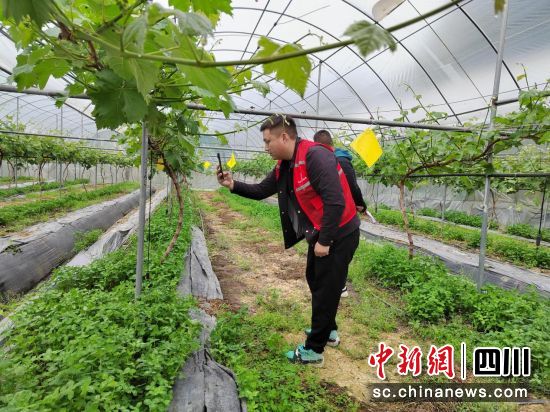 農(nóng)險(xiǎn)人員正在葡萄大棚內(nèi)驗(yàn)標(biāo)。四川人保財(cái)險(xiǎn)供圖 農(nóng)險(xiǎn)人員正在葡萄大棚內(nèi)驗(yàn)標(biāo)。四川人保財(cái)險(xiǎn)供圖
