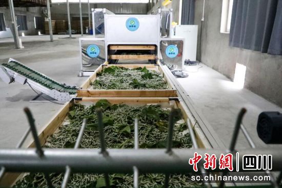 智能養蠶機。古藺縣融媒體中心供圖 智能養蠶機。古藺縣融媒體中心供圖