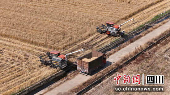 羅江區(qū)金山鎮(zhèn)二龍村收割小麥。 羅江區(qū)委宣傳部供圖 羅江區(qū)金山鎮(zhèn)二龍村收割小麥。 羅江區(qū)委宣傳部供圖
