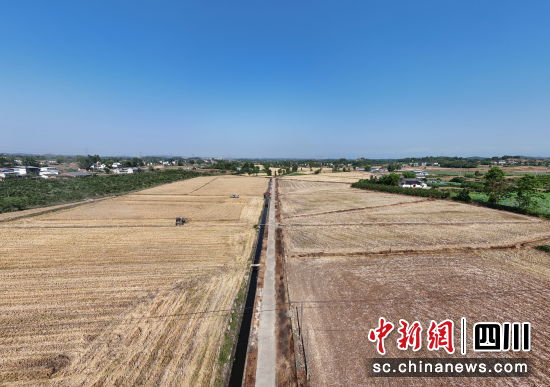 豐收的麥田。 羅江區(qū)委宣傳部供圖 豐收的麥田。 羅江區(qū)委宣傳部供圖