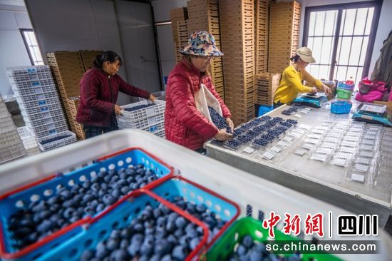 果園凍庫(kù)內(nèi)工人正在打包藍(lán)莓果。翁光建 攝 果園凍庫(kù)內(nèi)工人正在打包藍(lán)莓果。翁光建 攝