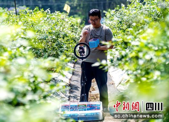 丁肇寧正在林間直播。翁光建 攝 丁肇寧正在林間直播。翁光建 攝