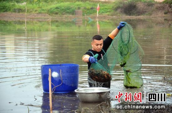 小龍蝦豐收。唐芳玲 攝 小龍蝦豐收。唐芳玲 攝