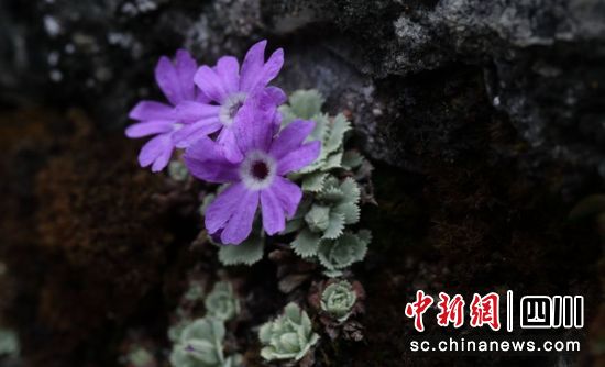 栗子坪報(bào)春。栗子坪國家級(jí)自然保護(hù)區(qū) 供圖 栗子坪報(bào)春。栗子坪國家級(jí)自然保護(hù)區(qū) 供圖