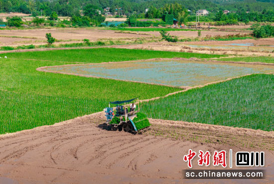 插秧機(jī)正在田間插秧。 游仙區(qū)融媒體中心供圖 插秧機(jī)正在田間插秧。 游仙區(qū)融媒體中心供圖