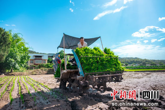 村民正使用插秧機(jī)在田間插秧。 游仙區(qū)融媒體中心供圖 村民正使用插秧機(jī)在田間插秧。 游仙區(qū)融媒體中心供圖